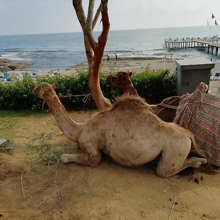Mahmutlar Rezidance * Kargicak (Alanya)